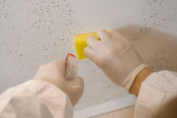 Best Environmental Consulting for Mold Prevention  in Depoe Bay, OR