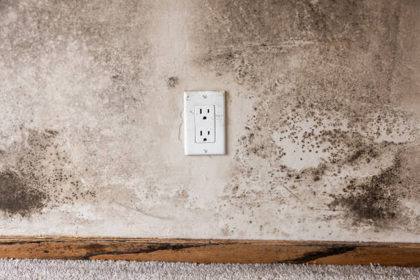 Depoe Bay, OR Mold Removal Company