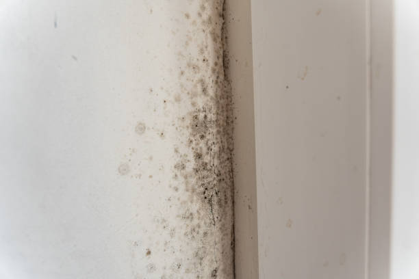 Best HVAC Mold Inspection and Cleaning  in Depoe Bay, OR
