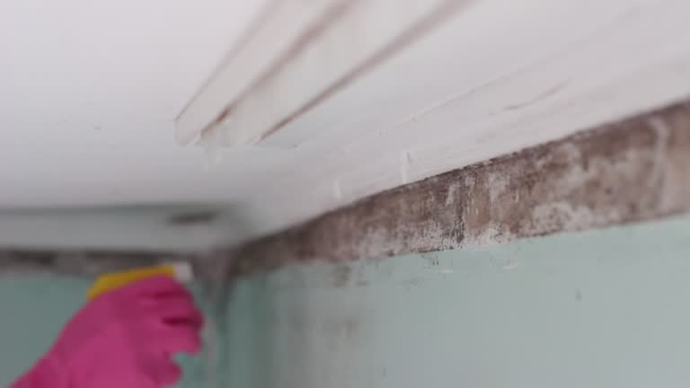 Best Emergency Mold Remediation  in Depoe Bay, OR